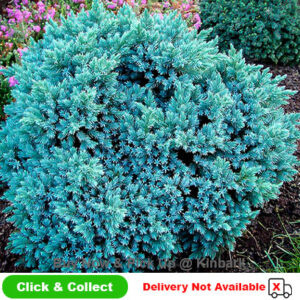 Juniperus Blue Star