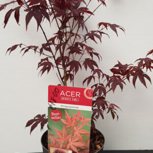 Acer Autropurpureum