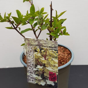 Hydrangea Paniculata 'Wims Red'