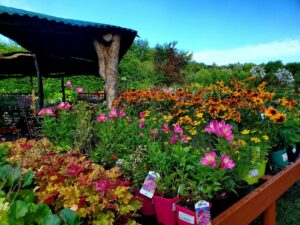 Kinbark Nursery near Gorey, Co. Wexford