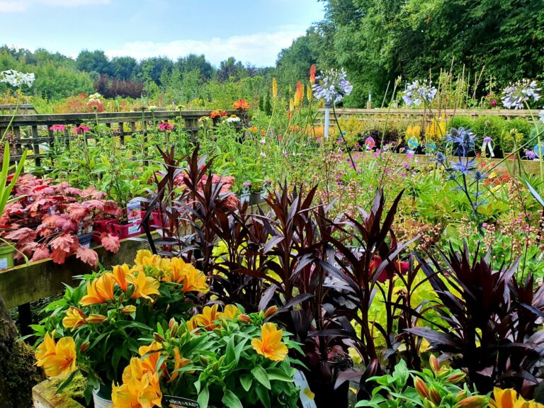 Landscaping and Garden Design - Kinbark Nurseries -Gorey, Enniscorthy, Wexford