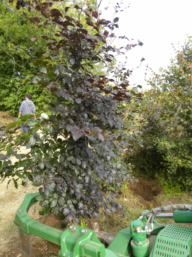 Beech hedging available from Kinbark Nursery, Gorey, Wexford.