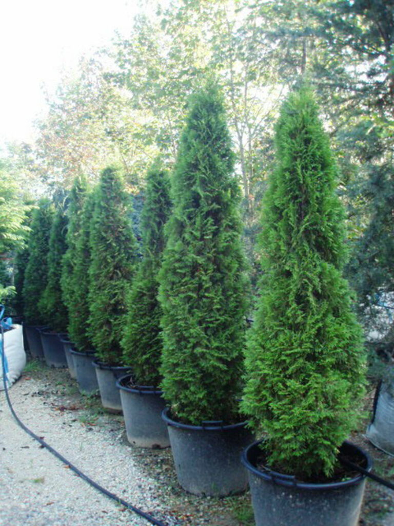 Hedging available from Kinbark Nursery, Gorey, Wexford