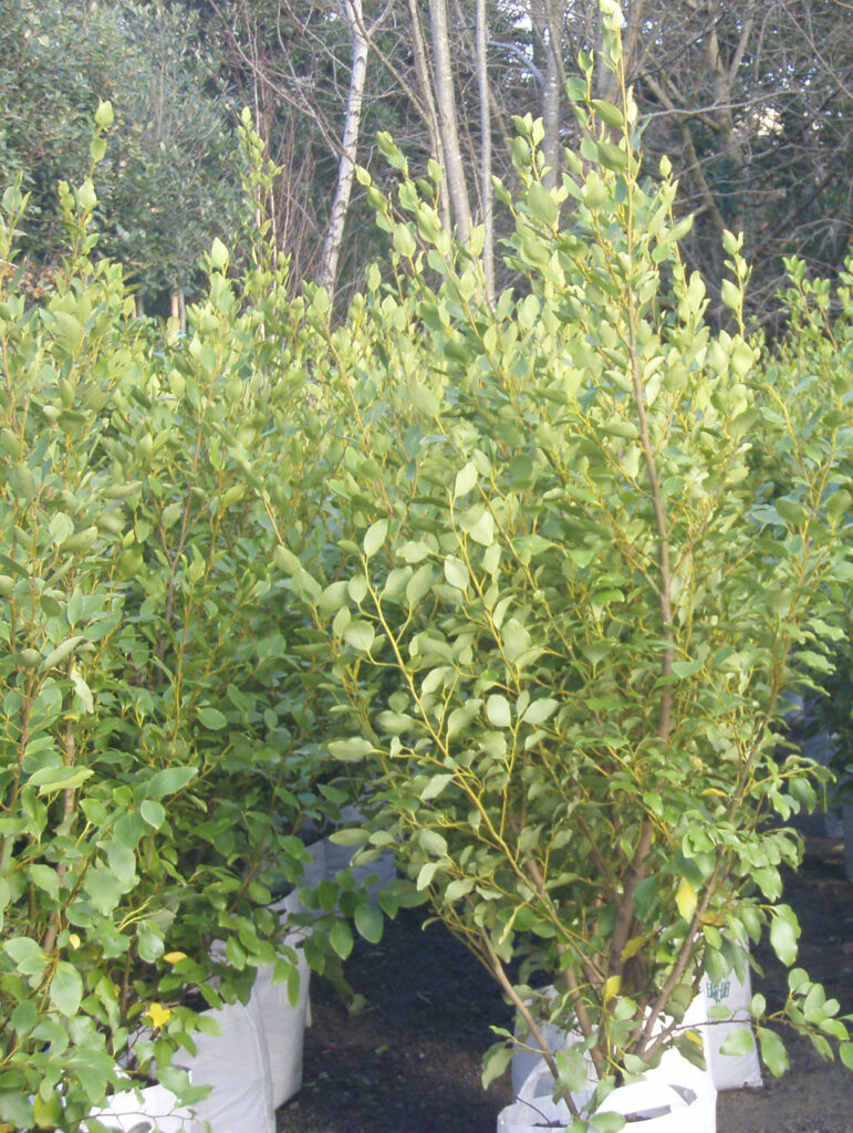 Griselinia Hedges at Kinbark Nursery Gorey, Wexford